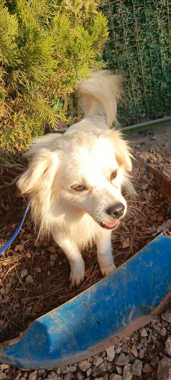 Cooki, un simil volpino allegro e giocherellone Foto 6